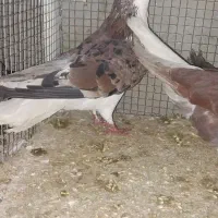 دوجفت دوکت سرو نک ریز کشیده بلند و یک جفت سرخ|پرنده|خمینیشهر, |دیوار