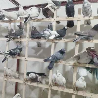 کفتر پرشی 70 عدد یجایی|پرنده|نسیم‌شهر, |دیوار