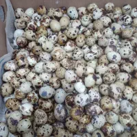 حراج تخم بلدرچین