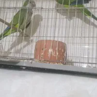 طوطی عروس جوجه ویه جفت راهب