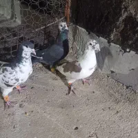 پلاکی،یال،،کله