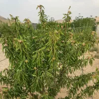 فروش باغ بادام مامایی در سامان بصورت شرایطی