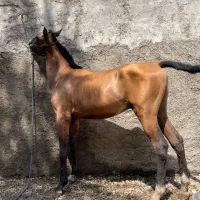 کره نریان درهشوری