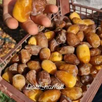 بهترین رطب و خرمای خشت|خوردنی و آشامیدنی|شیراز, فرهنگ شهر|دیوار