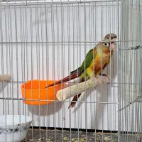طوطی گرینچیک ،برزیلی