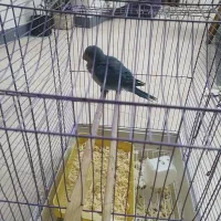 فروش جوجه طوطی راهب