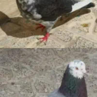 کفتر گمشده|حیوانات|رباطکریم, رباطکریم|دیوار