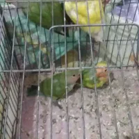 طوطی برزیلی|پرنده|اردبیل, |دیوار