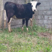 لیشه کله ماستی درشت فقیر داشتی