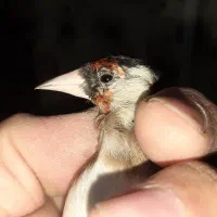 سهره جوجه نیم گل