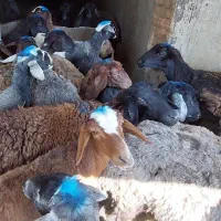 بره ماده|حیوانات مزرعه|سیلاخور, |دیوار