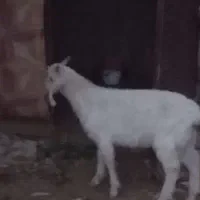 بزغاله نرسانن.