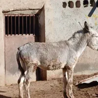 الاغ نر اَخته دو ساله