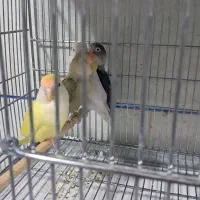 طوطی برزیلی