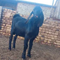 بزغاله نر|حیوانات مزرعه|فرمهین, |دیوار