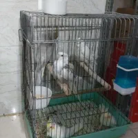 عروس هلندی البینو|پرنده|باغستان, |دیوار