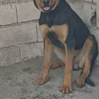 فروش حیوان خانگی