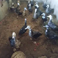 اردک اسرائیلی