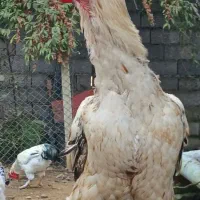 خروس لاری|حیوانات مزرعه|رشت, آتشگاه|دیوار