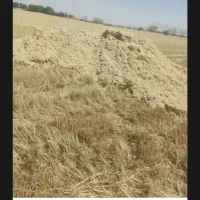 خریدار کاه