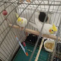 عروس هلندی سالم وکشیده مولد|پرنده|قرچک, داوود آباد|دیوار