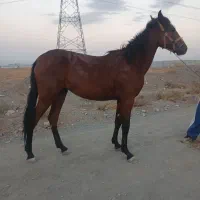 کره مادیان دوساله پدرش یورقه
