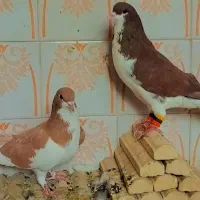 کبوتر|پرنده|فسا, |دیوار