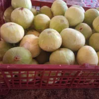انجیر تازه ‌