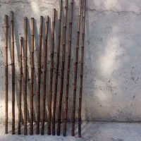 خزاان 2مترین|گل و گیاه طبیعی|شادگان, |دیوار