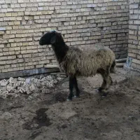 کوی سیاحی