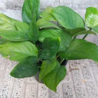 گل پتوس برگ درشت