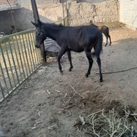 قاطر جوان