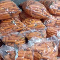 فروش هویچ و ترب با کیفیت ،تنی|خوردنی و آشامیدنی|ممقان, |دیوار