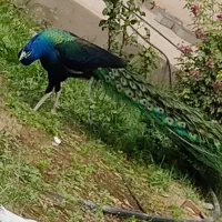 جوجه طاووس|پرنده|مشهد, کوثر|دیوار