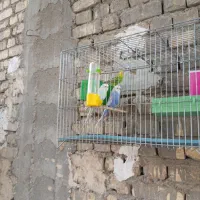 ۳جفت مرغ عشق