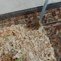 همستر سوری سنجابی|موش و خرگوش|اهواز, رسالت|دیوار
