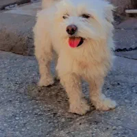 واگذاری سگ شناسنامه دار