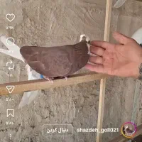 نرسرخ|حیوانات|برخوار, |دیوار