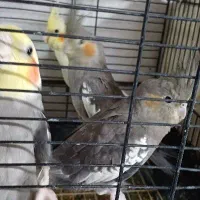 عروس هلندی