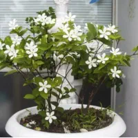 یاس اسپانیایی