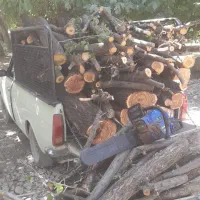 هرس حرفه ایی چوب و خرید|خدمات باغبانی و درختکاری|گلپایگان, |دیوار