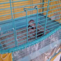 ۲ تا سهره خاکی نر   ریزخوان ‌معاوضه هم دارم