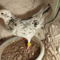 کبوتر هفت رنگ|پرنده|بوئین زهرا, |دیوار