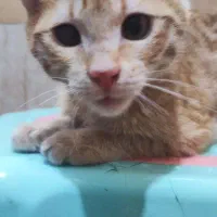 واگذاری گربه نارنجی|گربه|بیرجند, |دیوار