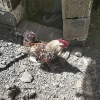 خروس گلین  جوان