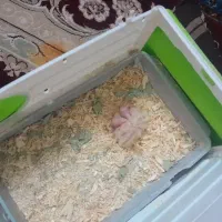 عروس هلندی لوتینو مولد|پرنده|قم, منبع آب|دیوار