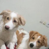 واگذاری رایگان شیتزو اشپیتز