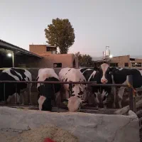 کارگر گاوداری