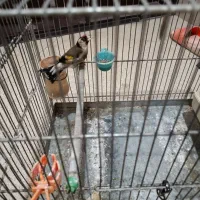 سهره خلخال|پرنده|اسلامشهر, شهرک سعیدیه|دیوار