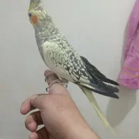 پرنده جفت عروس هلندی مرغ عشق قناری فنچ